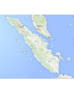 Venture travels rondreis Sumatra Medan en Leuser nationaal park 4 dagen 3 nachten