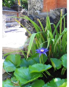 Venture travels Bali Collection Adi Dharma Villas 5