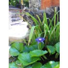 Venture travels Bali Collection Adi Dharma Villas 5